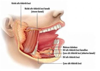 Ağız İçi Tükürük Bezleri