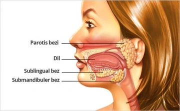 Tükürük Bezi Ameliyatı Riskleri ve Sonrası Tükürük Bezi Ameliyatı Riskleri ve Sonrası